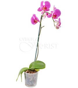 Розовая орхидея Фаленопсис в горшке